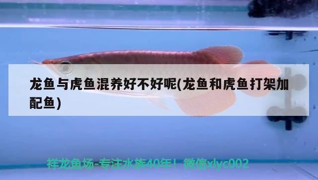 龍魚與虎魚混養好不好呢(龍魚和虎魚打架加配魚) 龍魚與虎魚混養好不好呢(龍魚和虎魚打架加配魚) 虎魚百科