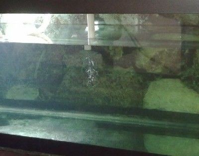 大型魚缸加固：加固大型魚缸的方法