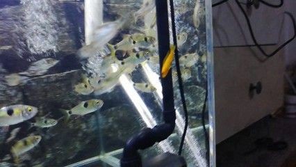 虎魚顏色變淺變白怎么回事：虎魚的顏色變淺變白怎么回事 虎魚顏色變淺變白怎么回事：虎魚的顏色變淺變白怎么回事 虎魚百科 第3張