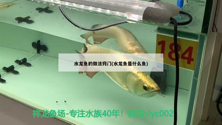 水龍魚的做法竅門(水龍魚是什么魚)