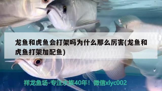 龍魚和虎魚會打架嗎為什么那么厲害(龍魚和虎魚打架加配魚)