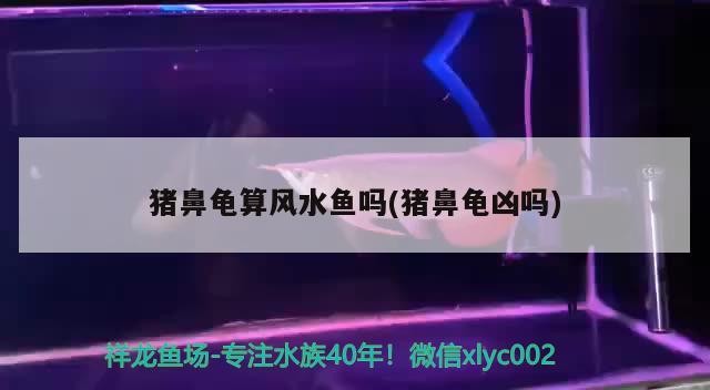 豬鼻龜算風水魚嗎(豬鼻龜兇嗎)