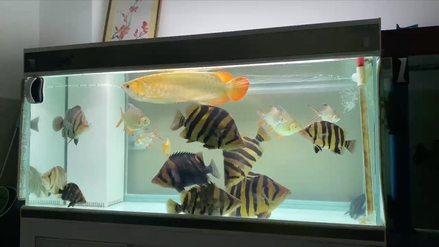 虎魚日常