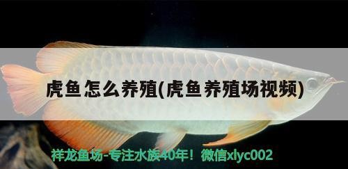 虎魚怎么養殖(虎魚養殖場視頻)
