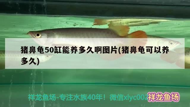 豬鼻龜50缸能養多久啊圖片(豬鼻龜可以養多久)