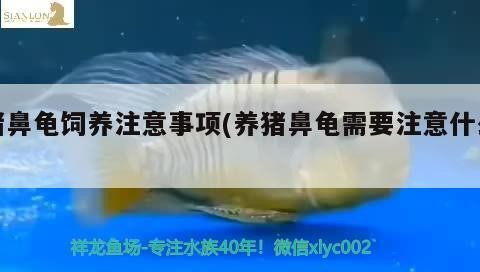 豬鼻龜飼養注意事項(養豬鼻龜需要注意什么)