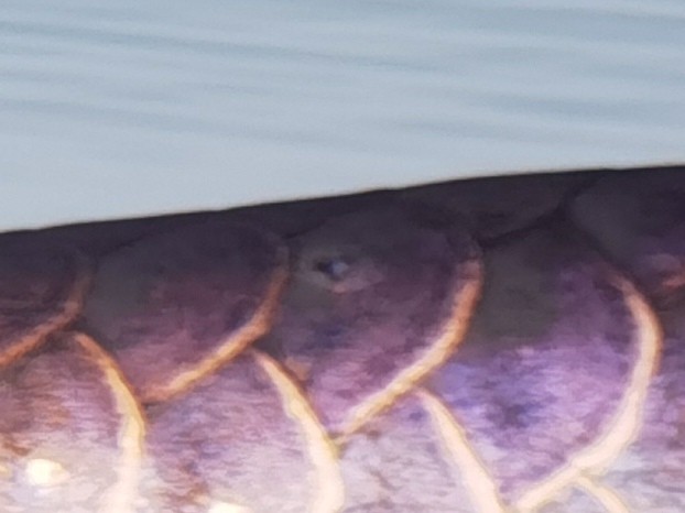 龍魚身上的這個黑點是什么! 龍魚論壇 第1張 龍魚身上的這個黑點是什么! 龍魚身上的這個黑點是什么! 龍魚論壇 第1張