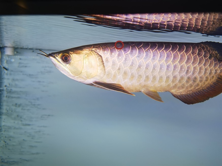 龍魚身上的這個黑點是什么! 龍魚論壇 第2張 龍魚身上的這個黑點是什么! 龍魚身上的這個黑點是什么! 龍魚論壇 第2張