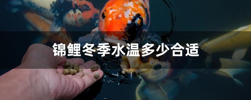 錦鯉冬季水溫多少合適 錦鯉冬季水溫多少合適 森森魚缸