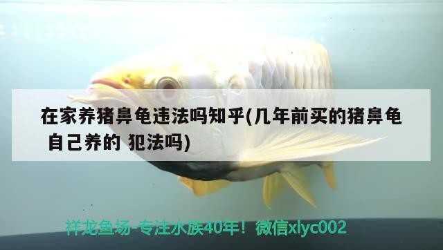 在家養豬鼻龜違法嗎知乎(幾年前買的豬鼻龜自己養的犯法嗎)