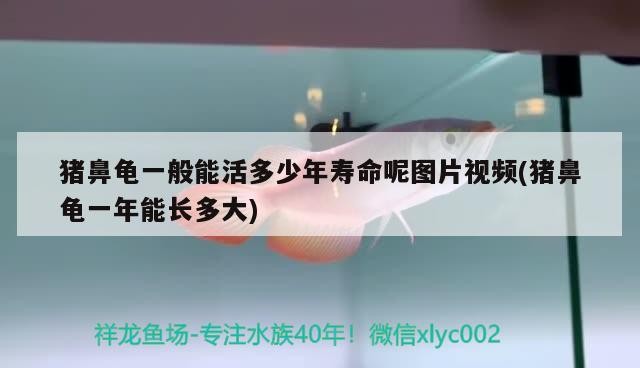 豬鼻龜一般能活多少年壽命呢圖片視頻(豬鼻龜一年能長(zhǎng)多大)