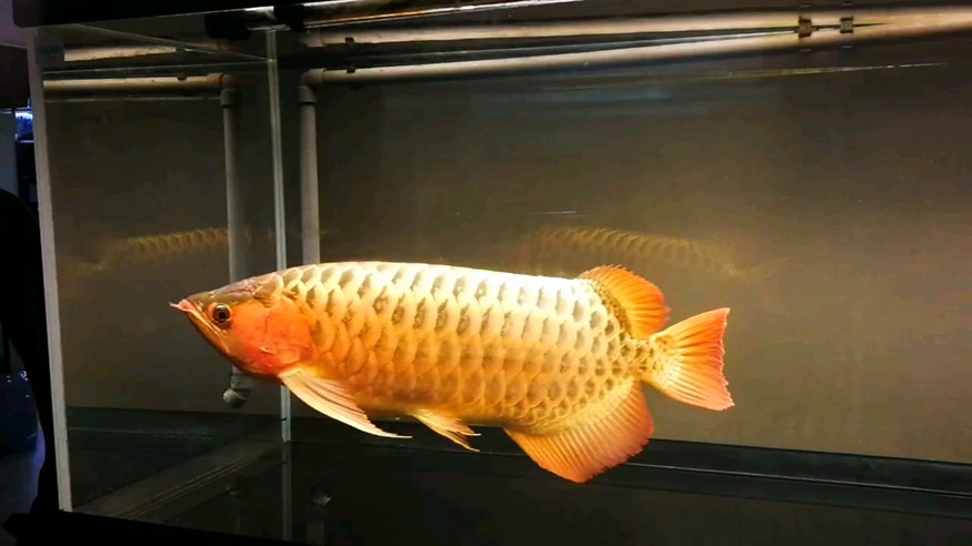 霸王再現 霸王再現 龍魚論壇