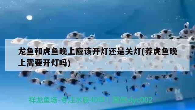 龍魚和虎魚晚上應該開燈還是關燈(養虎魚晚上需要開燈嗎)