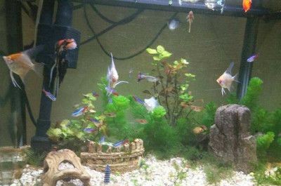 虎皮魚和海水魚的區別：淡水魚與海水魚的區別淡水魚與海水魚的區別在哪里 虎皮魚和海水魚的區別：淡水魚與海水魚的區別淡水魚與海水魚的區別在哪里 虎魚百科 第2張