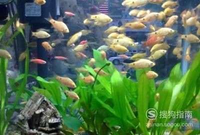 虎皮魚和海水魚的區別：淡水魚與海水魚的區別淡水魚與海水魚的區別在哪里 虎皮魚和海水魚的區別：淡水魚與海水魚的區別淡水魚與海水魚的區別在哪里 虎魚百科 第3張