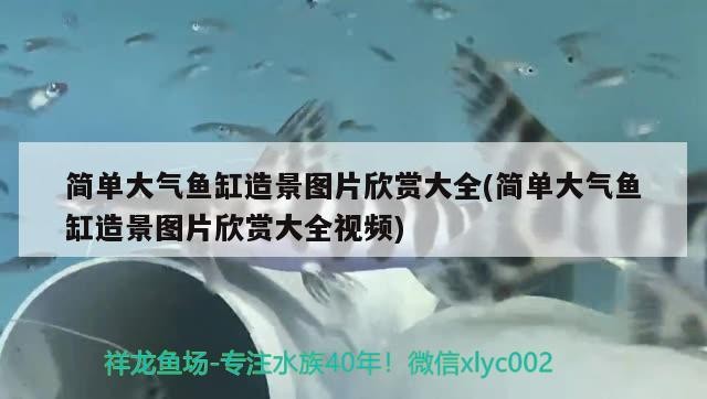 簡單大氣魚缸造景圖片欣賞大全(簡單大氣魚缸造景圖片欣賞大全視頻)