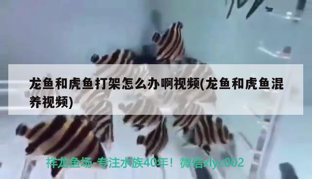 龍魚和虎魚打架怎么辦啊視頻(龍魚和虎魚混養視頻)