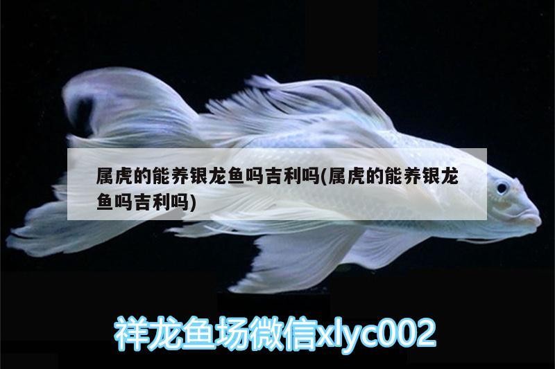 屬虎的能養銀龍魚嗎吉利嗎(屬虎的能養銀龍魚嗎吉利嗎)
