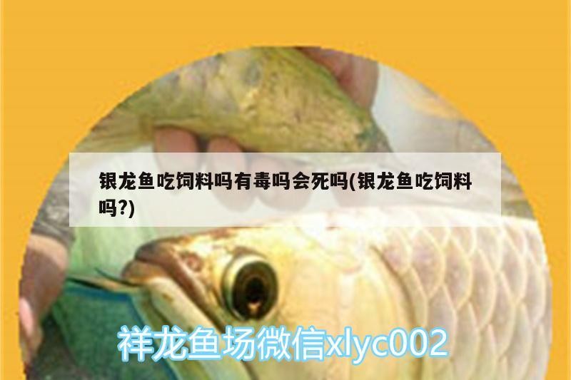 銀龍魚吃飼料嗎有毒嗎會(huì)死嗎(銀龍魚吃飼料嗎?)