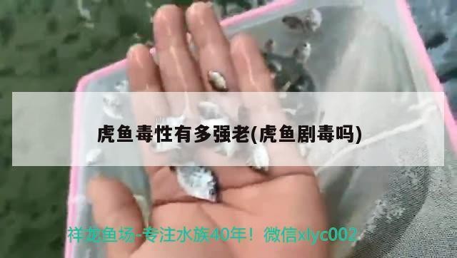 虎魚毒性有多強老(虎魚劇毒嗎) 虎魚毒性有多強老(虎魚劇毒嗎) 虎魚百科