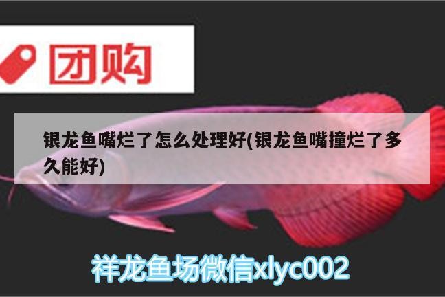 我的虎魚真菌感染了要怎么處理 銀龍魚嘴爛了怎么處理好(銀龍魚嘴撞爛了多久能好) 銀龍魚百科 銀龍魚嘴爛了怎么處理好(銀龍魚嘴撞爛了多久能好) 銀龍魚嘴爛了怎么處理好(銀龍魚嘴撞爛了多久能好) 銀龍魚百科