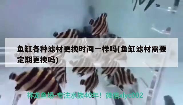 魚缸各種濾材更換時間一樣嗎(魚缸濾材需要定期更換嗎)