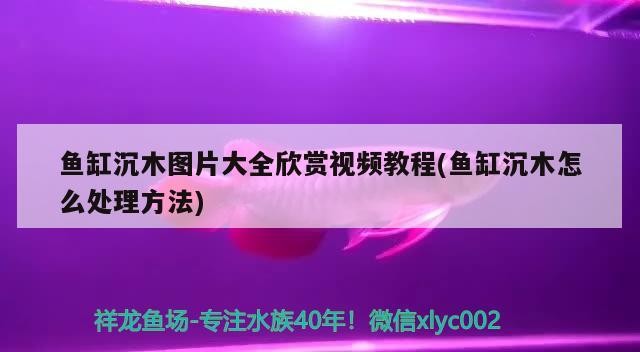 魚缸沉木圖片大全欣賞視頻教程(魚缸沉木怎么處理方法)