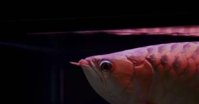 紅龍魚活餌選擇技巧：如何選擇適合紅龍魚的活餌 紅龍魚活餌選擇技巧：如何選擇適合紅龍魚的活餌 紅龍魚百科 第5張