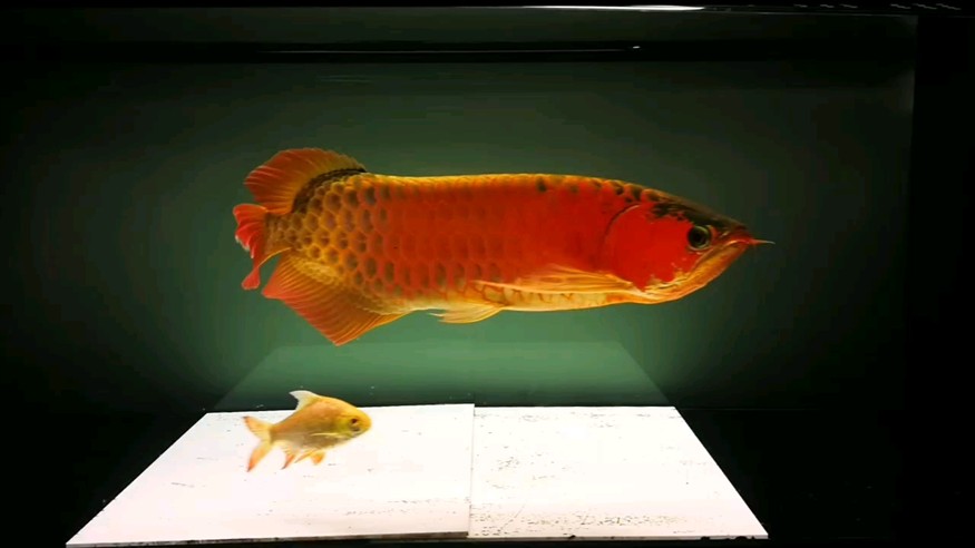 典藏 典藏 龍魚論壇