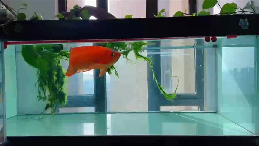秋天的紅龍