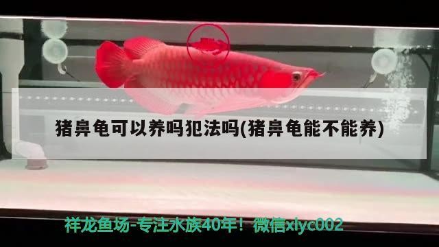 豬鼻龜可以養(yǎng)嗎犯法嗎(豬鼻龜能不能養(yǎng)) 豬鼻龜可以養(yǎng)嗎犯法嗎(豬鼻龜能不能養(yǎng)) 豬鼻龜百科