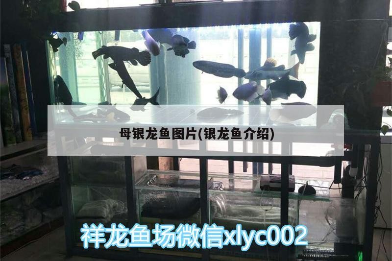 母銀龍魚圖片(銀龍魚介紹)
