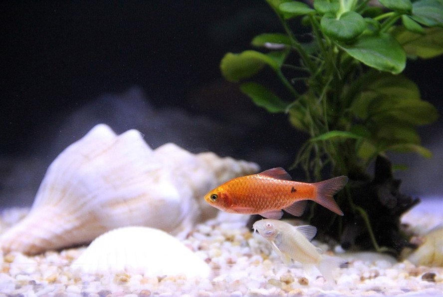 室內金魚缸養什么水草好? 室內金魚缸養什么水草好養