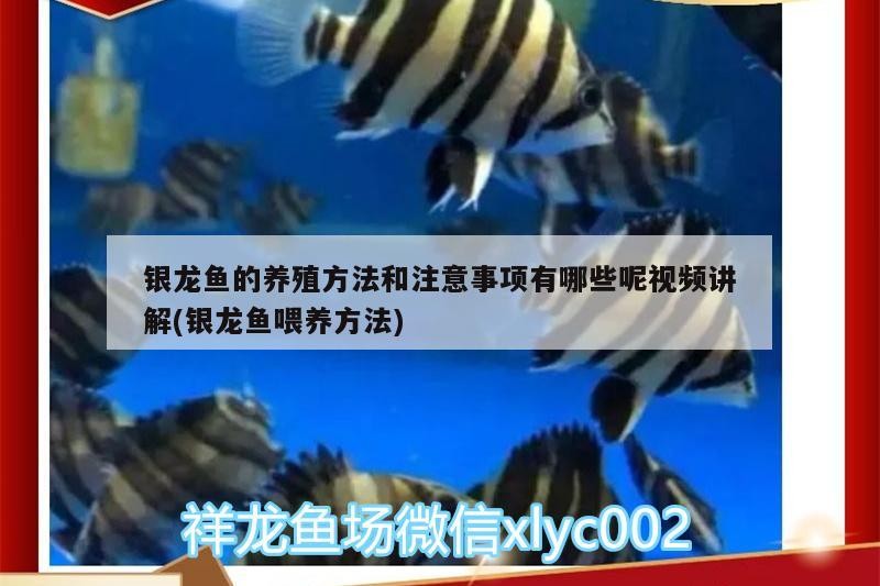 銀龍魚(yú)的養(yǎng)殖方法和注意事項(xiàng)有哪些呢視頻講解(銀龍魚(yú)喂養(yǎng)方法)