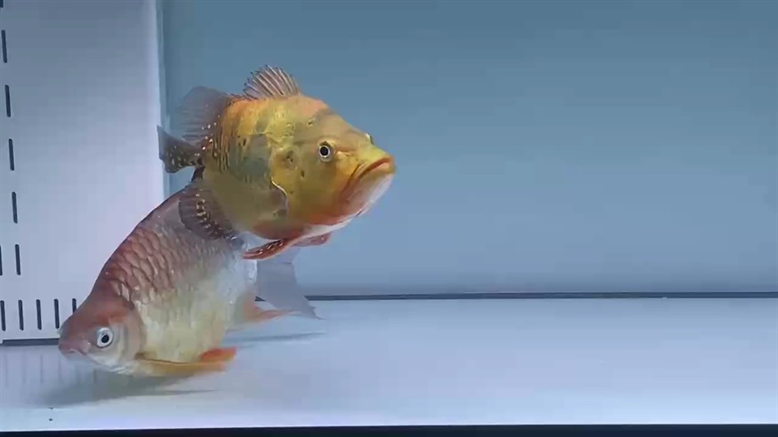 特殊個體 特殊個體 龍魚論壇