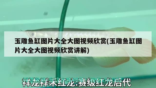 玉雕魚缸圖片大全大圖視頻欣賞(玉雕魚缸圖片大全大圖視頻欣賞講解) 玉雕魚缸圖片大全大圖視頻欣賞(玉雕魚缸圖片大全大圖視頻欣賞講解) 虎魚百科