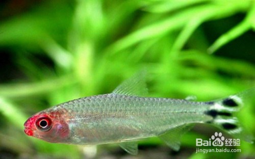 閑置二手魚缸出售（閑置二手魚缸出售信息）