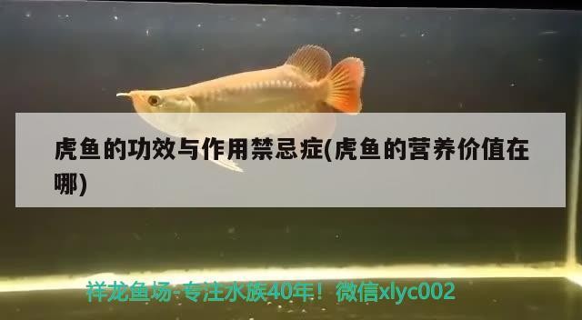 小型魚 虎魚的功效與作用禁忌癥(虎魚的營養(yǎng)價(jià)值在哪) 虎魚百科 虎魚的功效與作用禁忌癥(虎魚的營養(yǎng)價(jià)值在哪) 虎魚的功效與作用禁忌癥(虎魚的營養(yǎng)價(jià)值在哪) 虎魚百科