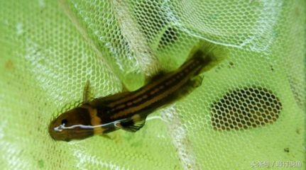 超白魚缸三線五線區別大嗎：超白魚缸三線和五線的區別 超白魚缸三線五線區別大嗎：超白魚缸三線和五線的區別 魚缸百科 第3張