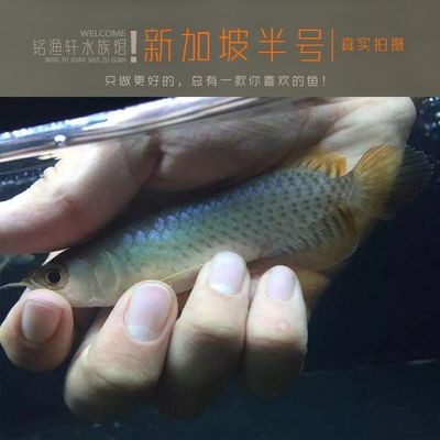 新加坡半號紅龍魚是什么魚：新加坡半號紅龍魚 新加坡半號紅龍魚是什么魚：新加坡半號紅龍魚 紅龍魚百科 第1張