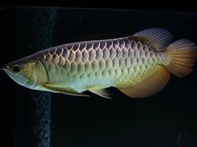 新加坡半號紅龍魚是什么魚：新加坡半號紅龍魚 新加坡半號紅龍魚是什么魚：新加坡半號紅龍魚 紅龍魚百科 第3張