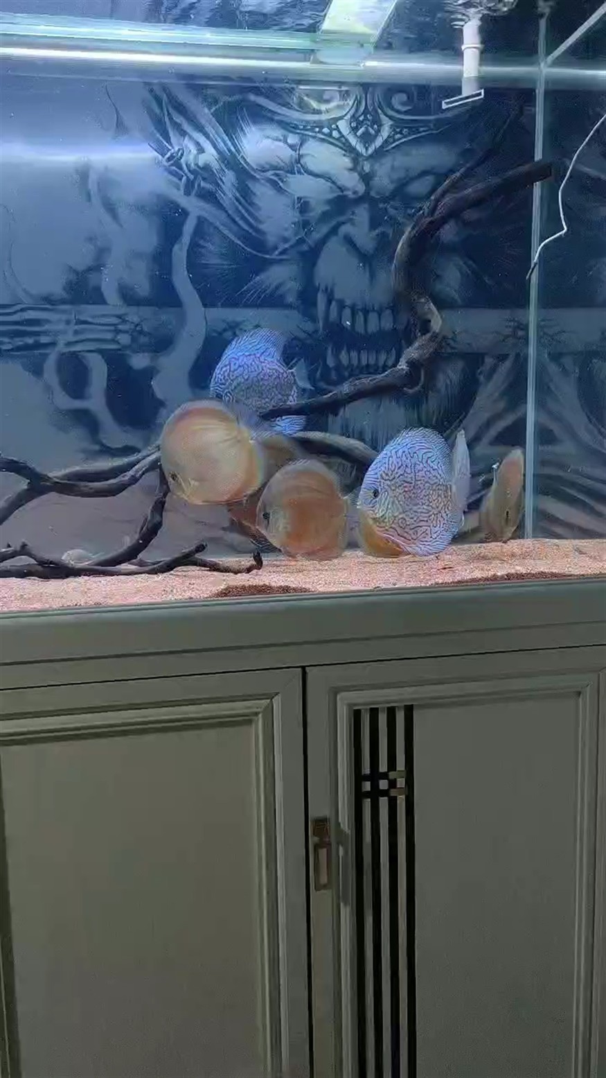 七彩缸里的工具魚