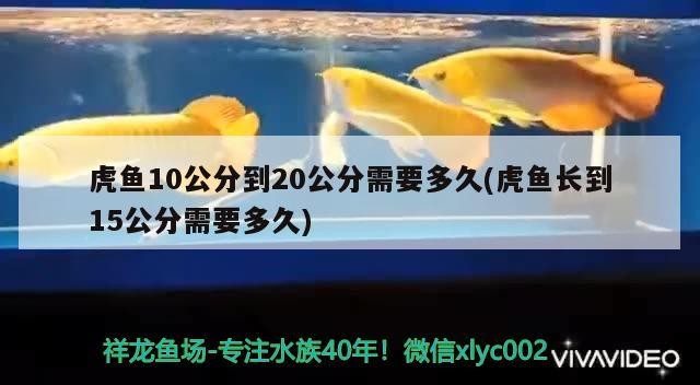 虎魚10公分到20公分需要多久(虎魚長到15公分需要多久) 虎魚10公分到20公分需要多久(虎魚長到15公分需要多久) 虎魚百科