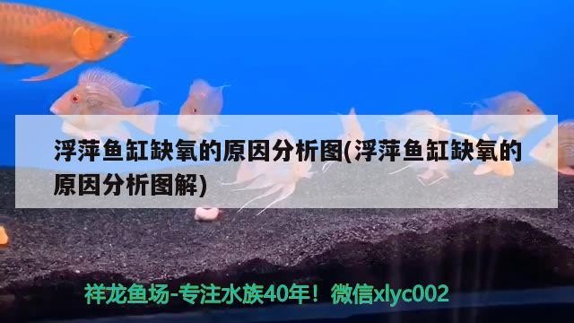 浮萍魚(yú)缸缺氧的原因分析圖(浮萍魚(yú)缸缺氧的原因分析圖解)