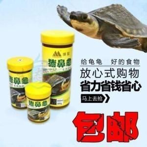 豬鼻龜腐鼻怎么治：豬鼻龜爛甲腐皮怎么治 豬鼻龜腐鼻怎么治：豬鼻龜爛甲腐皮怎么治 豬鼻龜百科 第2張