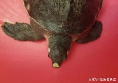 豬鼻龜腐鼻怎么治：豬鼻龜爛甲腐皮怎么治 豬鼻龜腐鼻怎么治：豬鼻龜爛甲腐皮怎么治 豬鼻龜百科 第4張