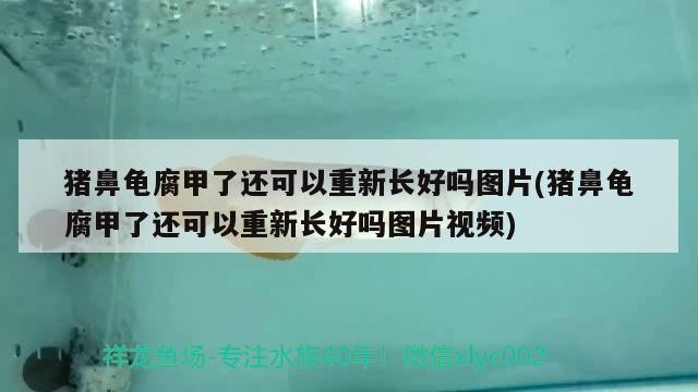豬鼻龜腐甲了還可以重新長好嗎圖片(豬鼻龜腐甲了還可以重新長好嗎圖片視頻)