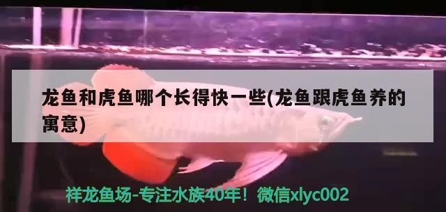 龍魚和虎魚哪個長得快一些(龍魚跟虎魚養的寓意)