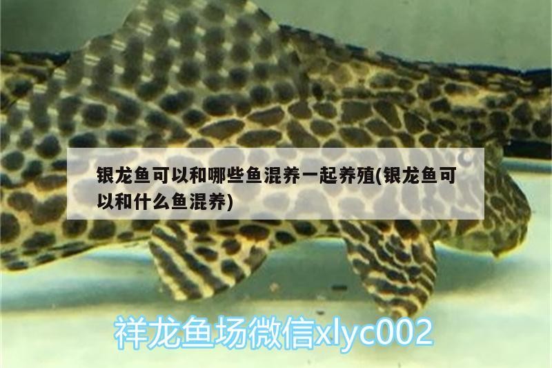 銀龍魚可以和哪些魚混養一起養殖(銀龍魚可以和什么魚混養)