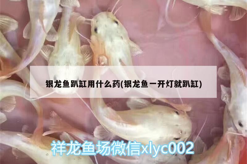 銀龍魚(yú)趴缸用什么藥(銀龍魚(yú)一開(kāi)燈就趴缸)